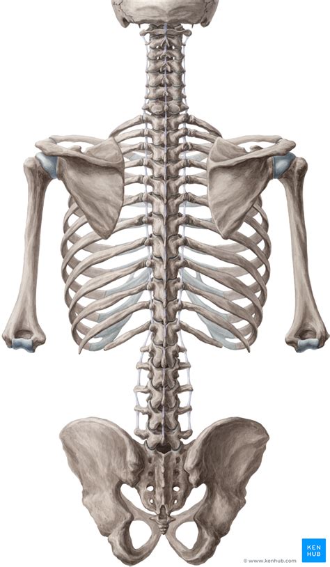 Wirbelsäule (Columna vertebralis): Anatomie und。